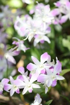 White orchid Stock Photos