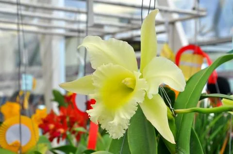 White orchid Stock Photos