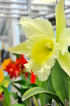 White orchid Stock Photos