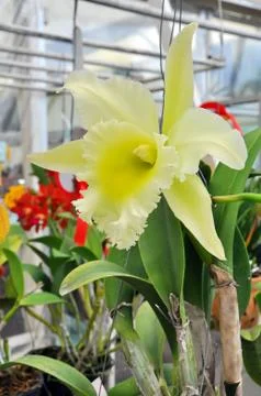 White orchid Stock Photos