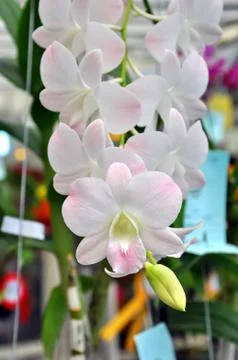 White orchid Stock Photos