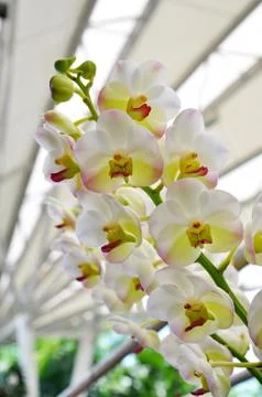 White orchid Stock Photos