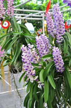 White orchid Stock Photos