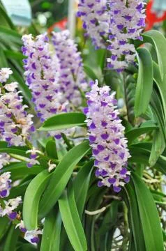 White orchid Stock Photos