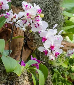 White orchid Foto stock