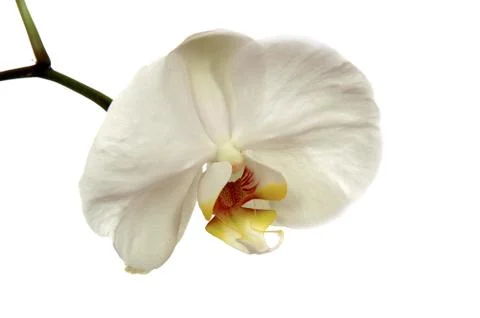White orchid Stock Photos