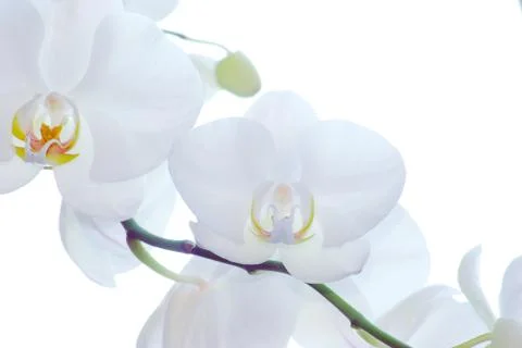 White orchid Foto stock
