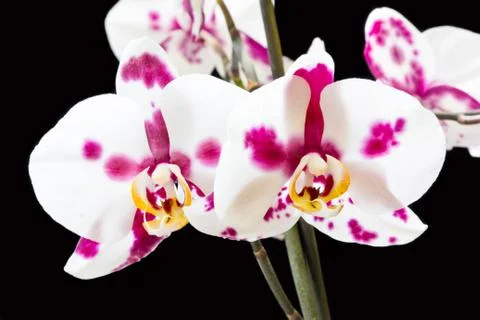 White orchid Stock Photos