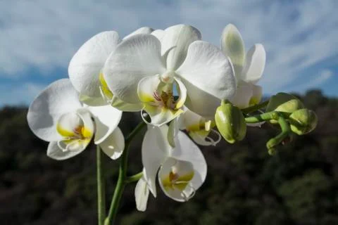 White orchid Stock Photos