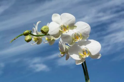 White orchid Stock Photos