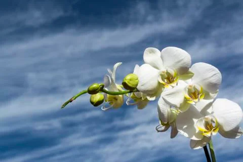 White orchid Stock Photos