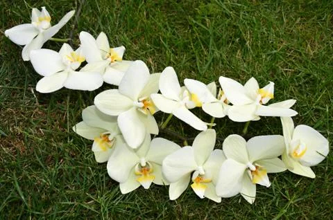 White orchid Stock Photos