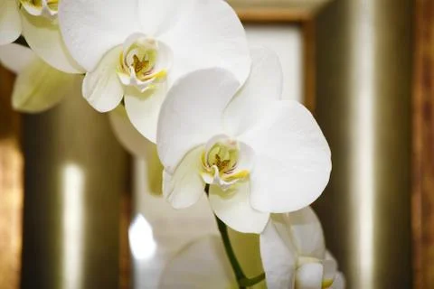 White orchid Stock Photos