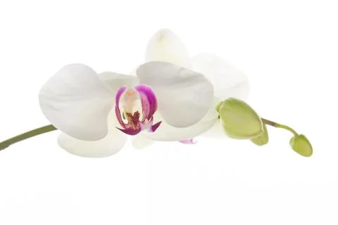White orchid Stock Photos