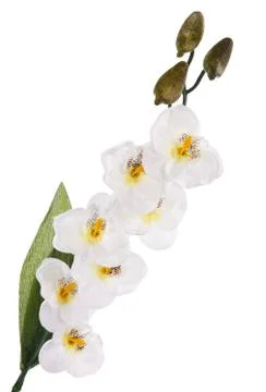 White orchid Stock Photos