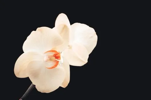 White orchid Stock Photos