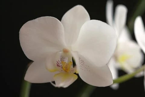 White orchid Stock Photos