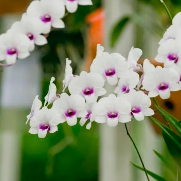 White orchid Stock Photos