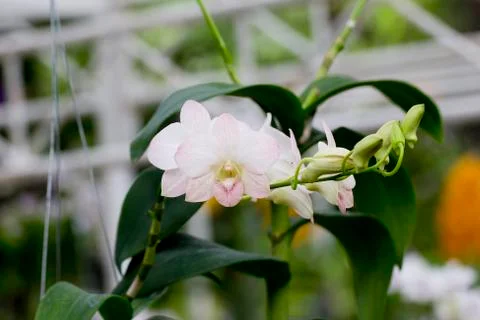 White orchid Stock Photos