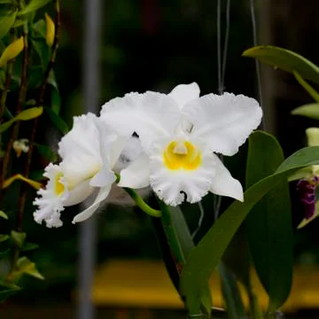 White orchid Stock Photos