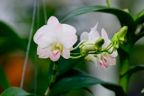 White orchid Stock Photos