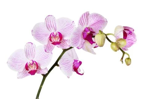White orchid Stock Photos