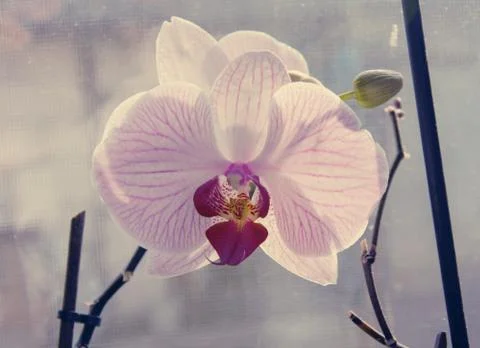 White Orchid Stock Photos