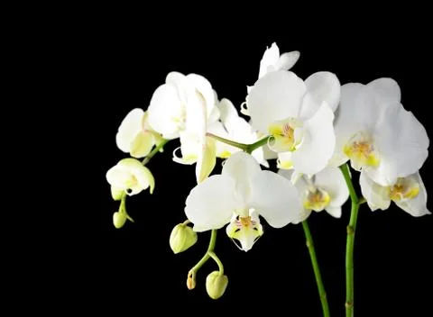White orchid Stock-Fotos