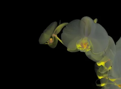 White orchid Stock Photos