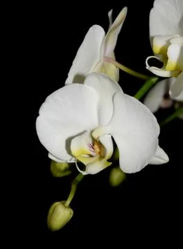 White orchid Foto stock