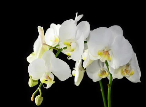 White orchid Stock-Fotos
