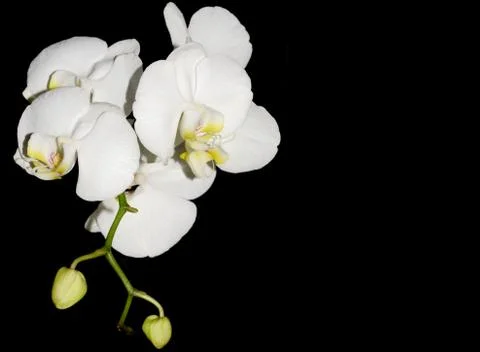 White orchid Stock Photos