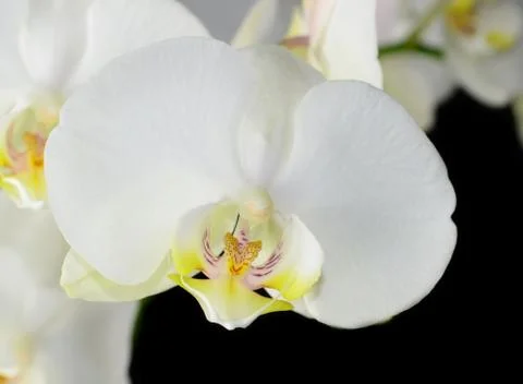 White orchid Stock-Fotos