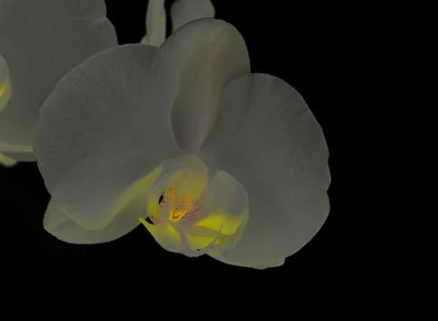 White orchid Fotos Stock