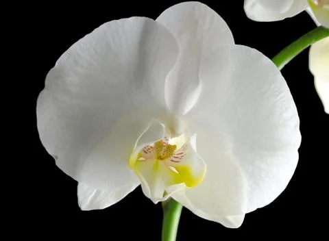 White orchid 스톡 사진