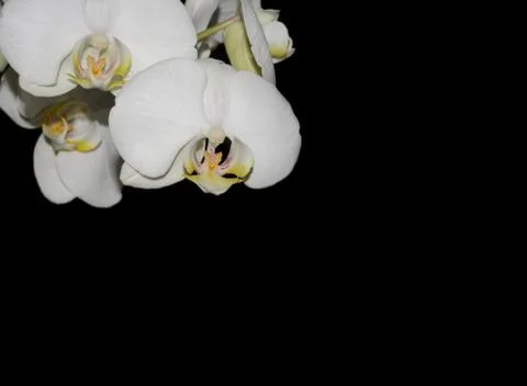 White orchid Stock Photos