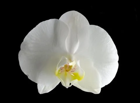 White orchid Stock Photos