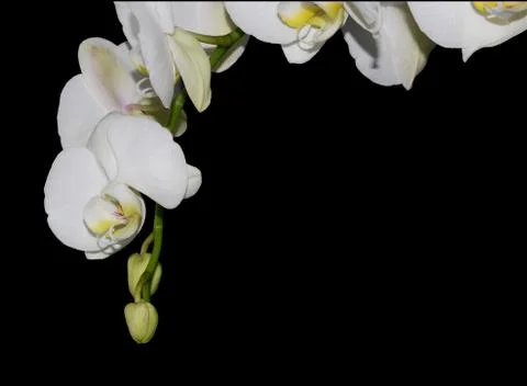 White orchid Stock Photos