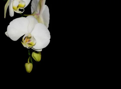 White orchid Stock Photos