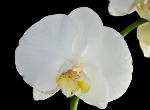 White orchid Stock Photos