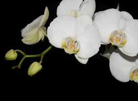 White orchid Stock Photos