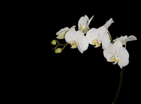 White orchid Stock Photos