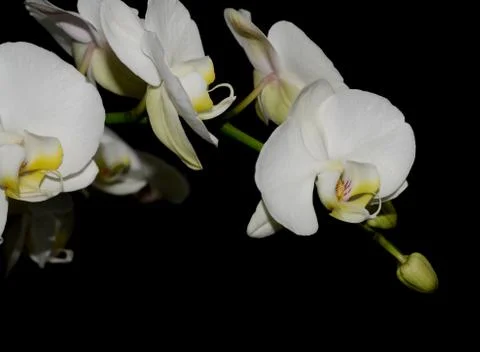 White orchid Foto stock