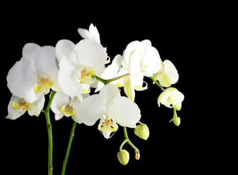 White orchid Stock Photos