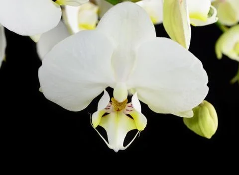 White orchid Stock Photos