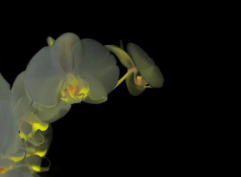 White orchid Foto stock