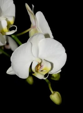White orchid 스톡 사진