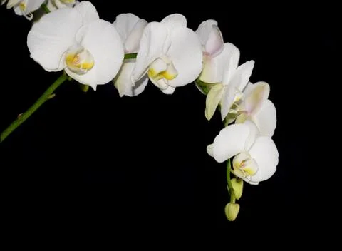White orchid Stock Photos