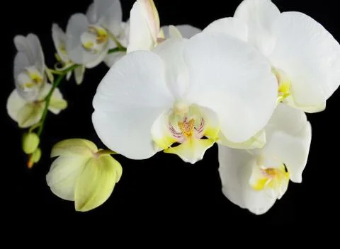 White orchid Stock Photos