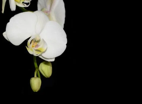 White orchid Stock Photos